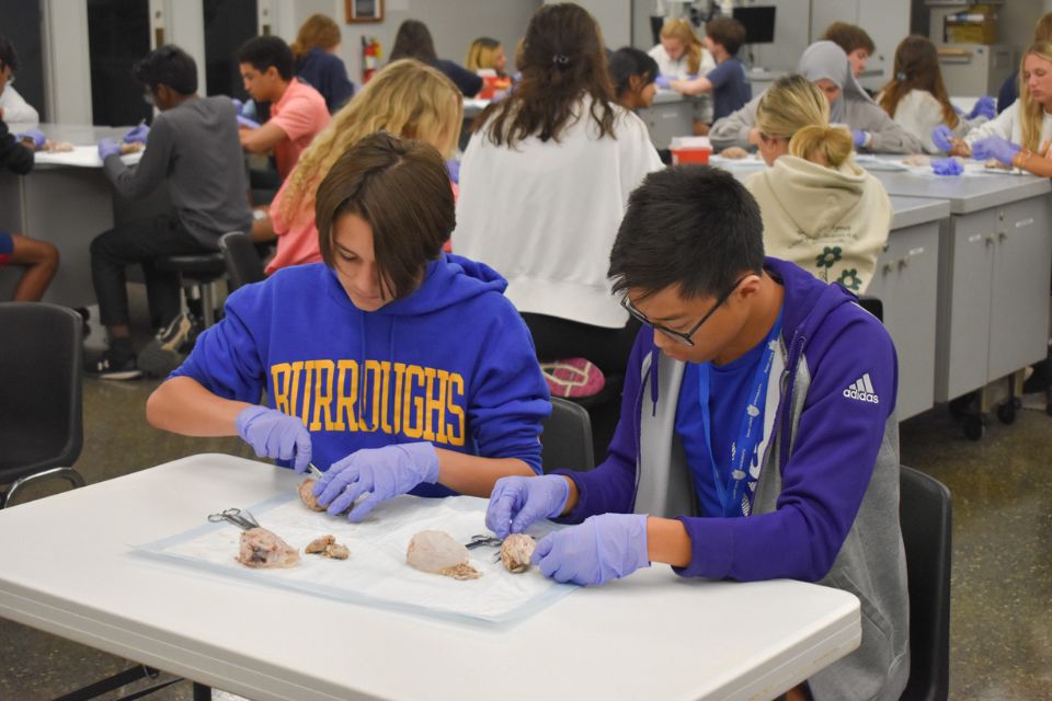 Two students dissecting sheep brain at the AIMS workshop Two students dissecting sheep brain at the AIMS workshop