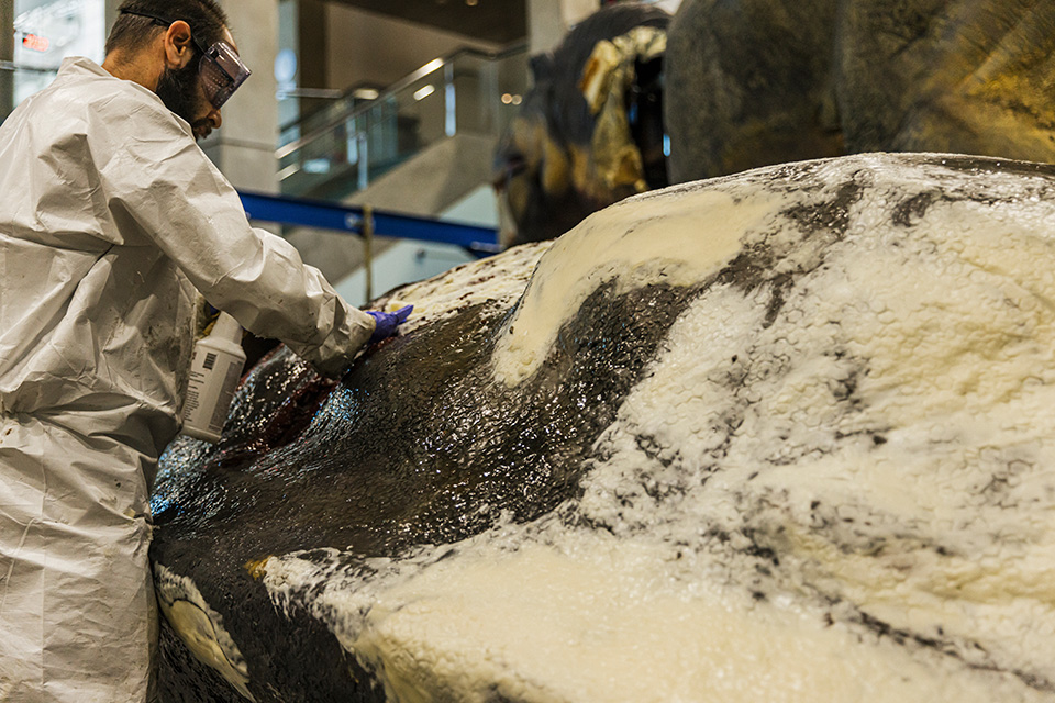 A team member cleaning the T. rex’s latex skin for replacement and 3D-scanning. A worker wearing a protective coat, gloves and eyewear rubs a white pasty substance over the artificial dinosaur skin.