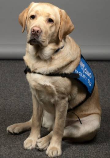 Woody the Facility Dog, sitting up wearing a facility dog vest